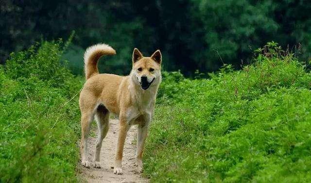中华田园犬