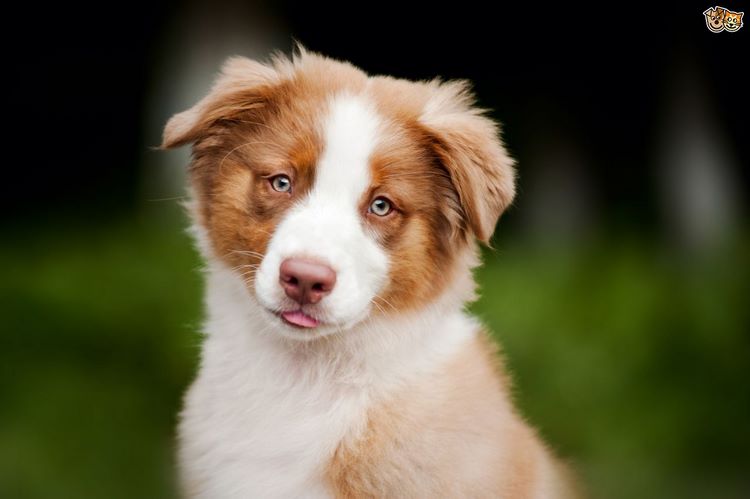 澳大利亚牧羊犬