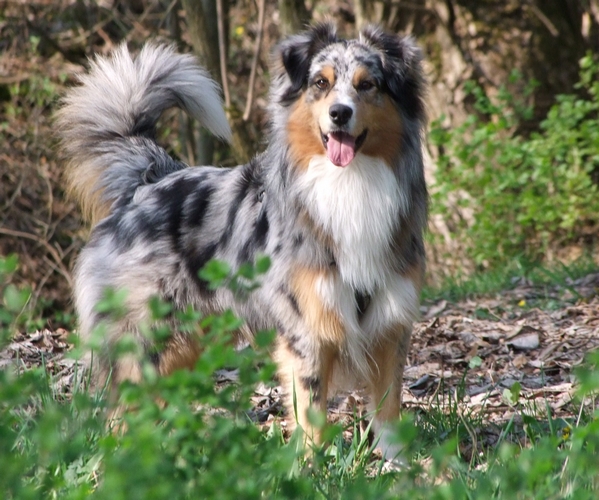 澳大利亚牧羊犬
