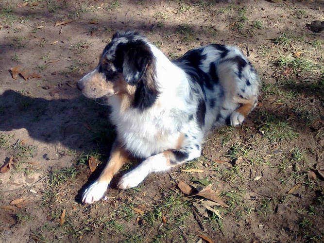 澳大利亚牧羊犬