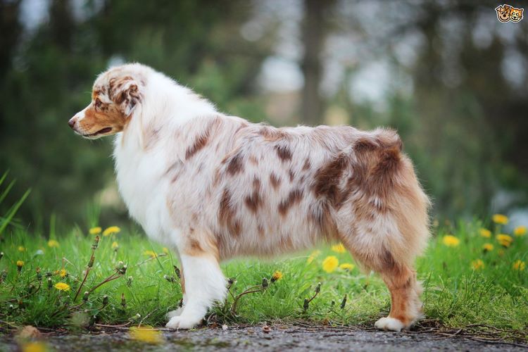 澳大利亚牧羊犬