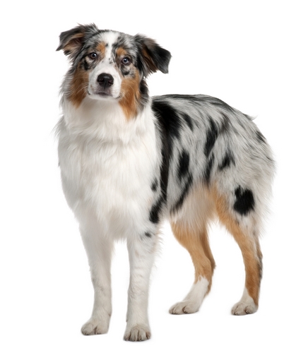 澳大利亚牧羊犬