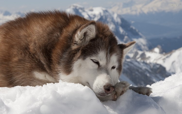 阿拉斯加雪橇犬