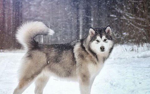 阿拉斯加雪橇犬