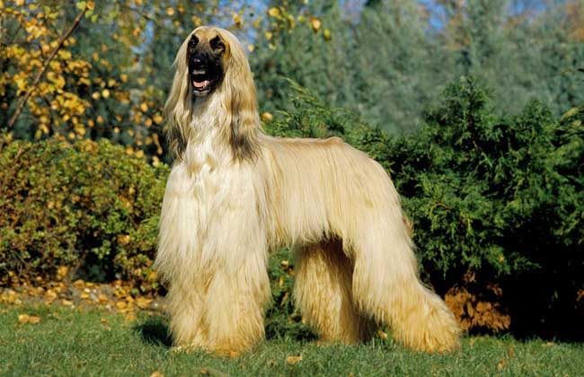 阿富汗猎犬