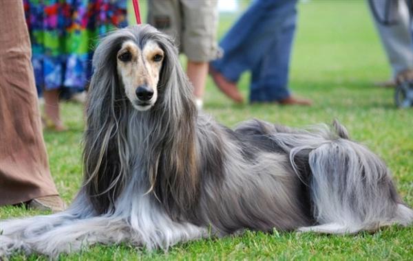 阿富汗猎犬
