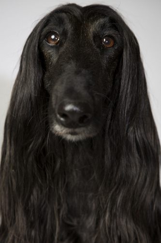 阿富汗猎犬