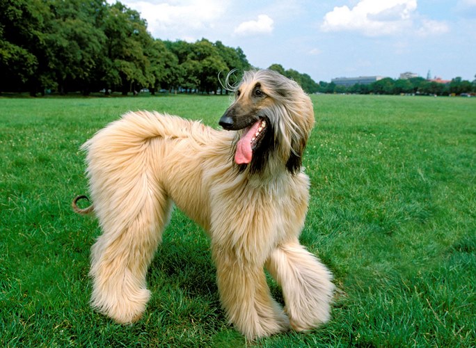 阿富汗猎犬