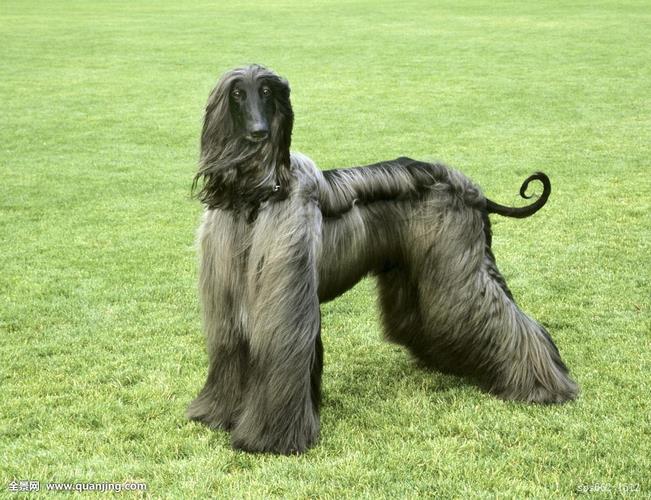 阿富汗猎犬