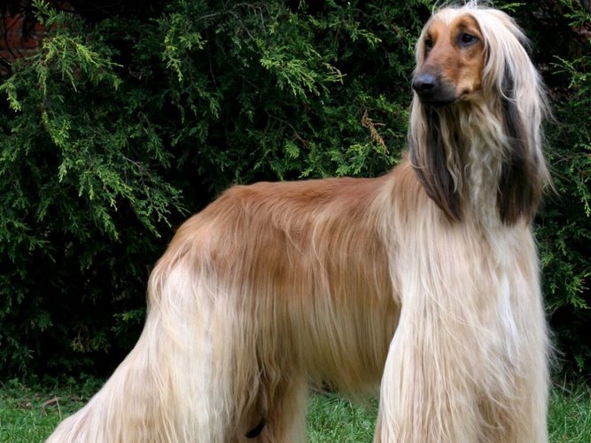 阿富汗猎犬