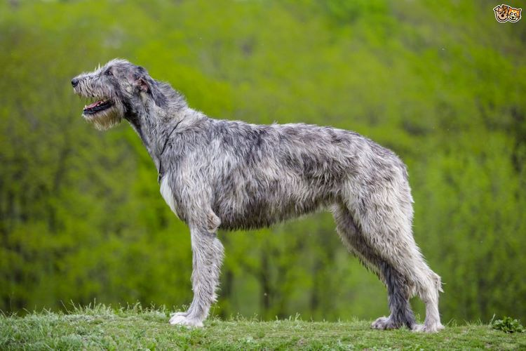 爱尔兰猎狼犬