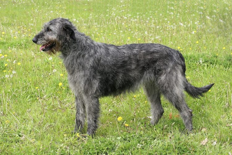 爱尔兰猎狼犬