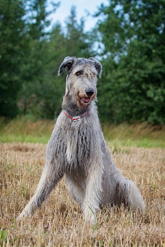 爱尔兰猎狼犬
