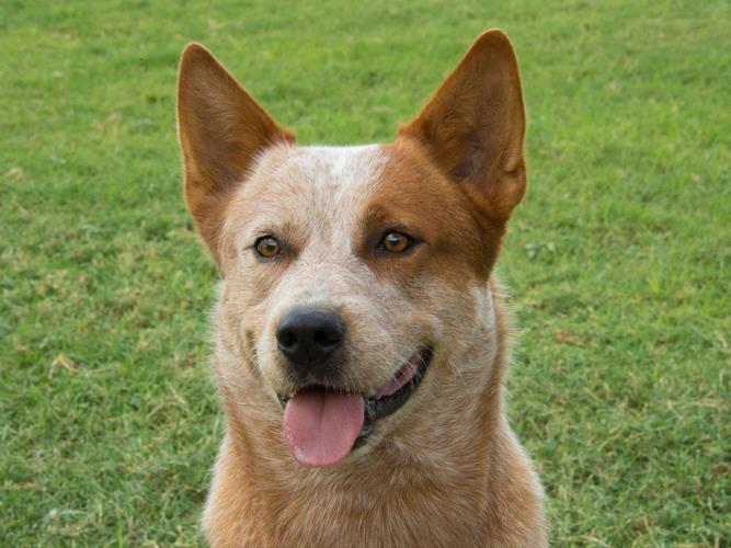 澳大利亚牧牛犬