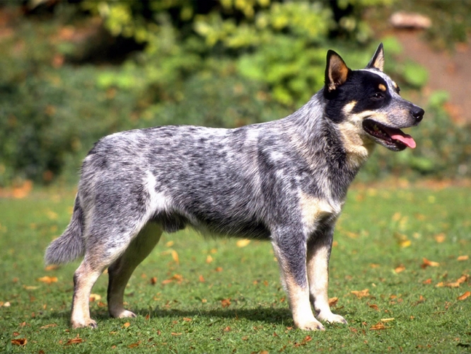 澳大利亚牧牛犬