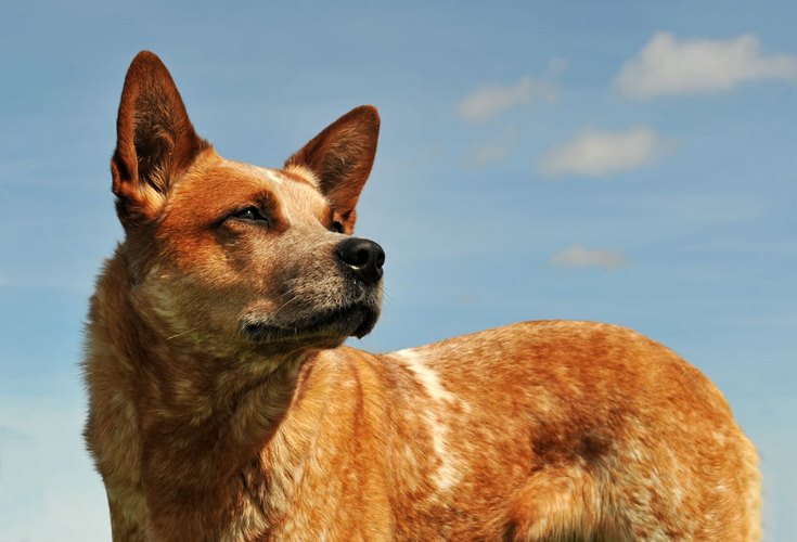 澳大利亚牧牛犬