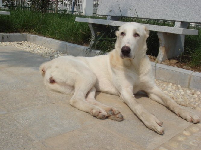 阿拉拜咬狼犬