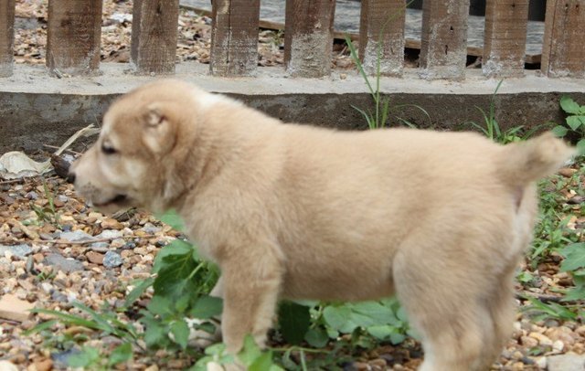 阿拉拜咬狼犬