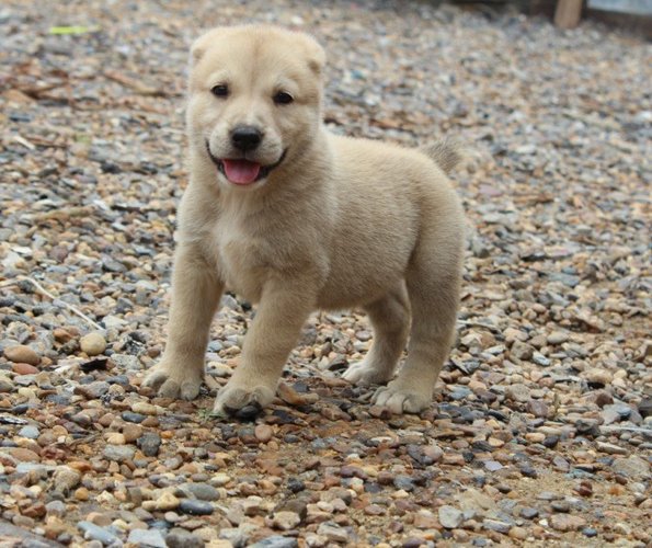 阿拉拜咬狼犬