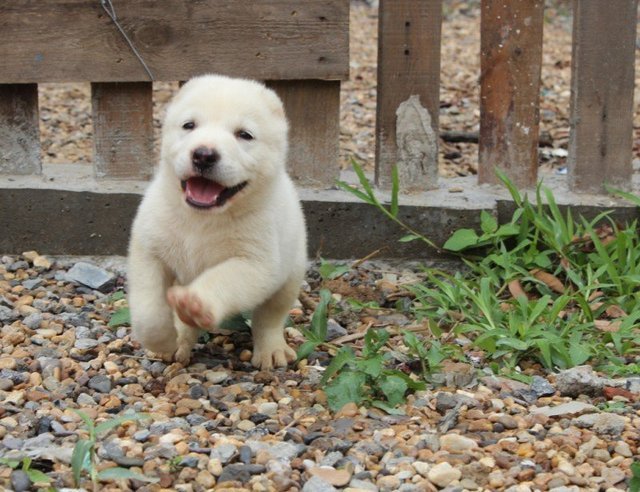阿拉拜咬狼犬