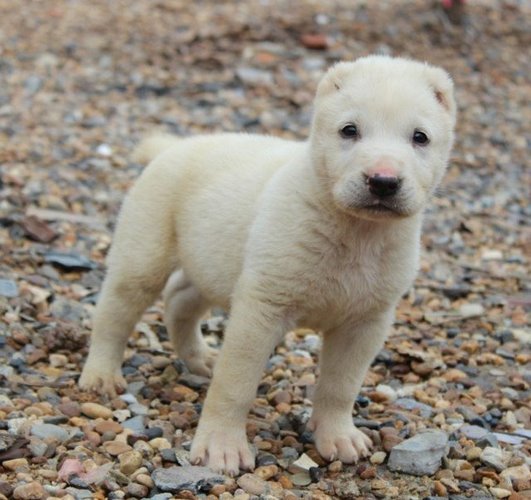 阿拉拜咬狼犬