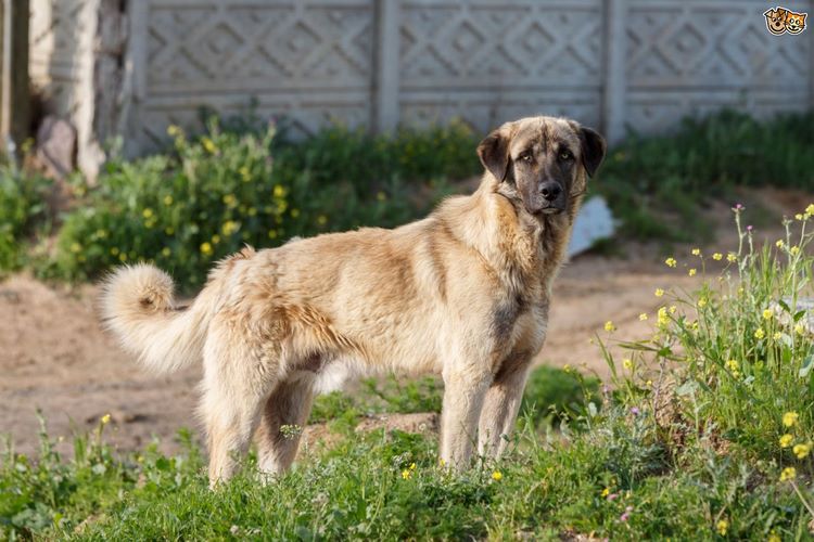 安纳托利亚牧羊犬