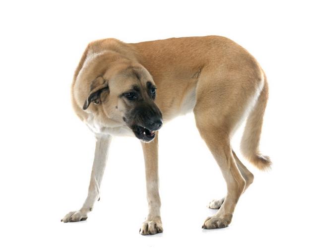 安纳托利亚牧羊犬