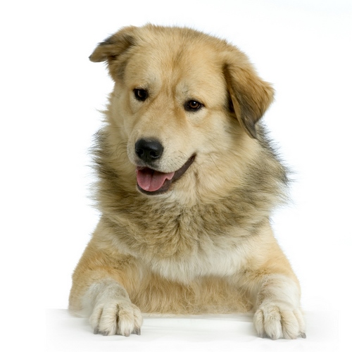 安纳托利亚牧羊犬