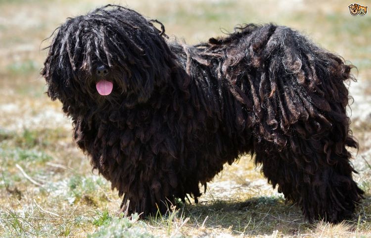 波利犬