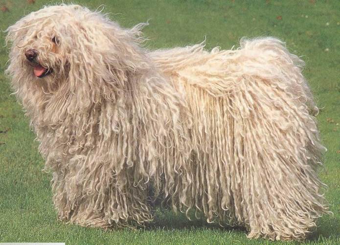 波利犬
