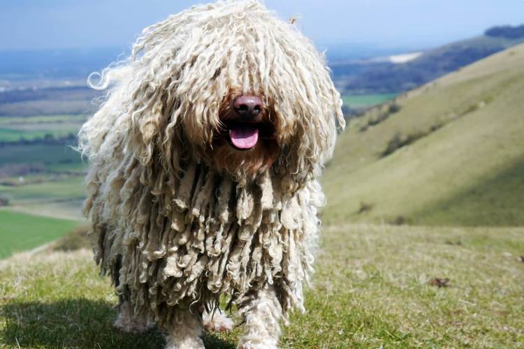 波利犬