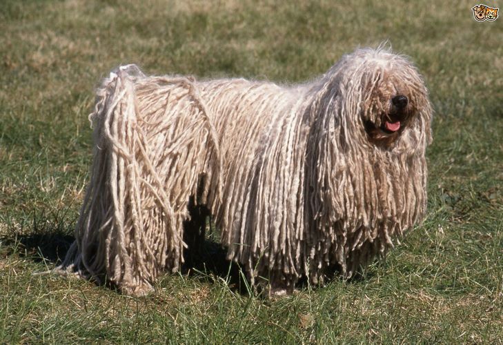 波利犬