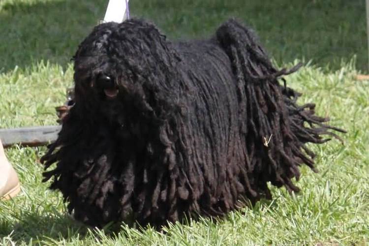 波利犬