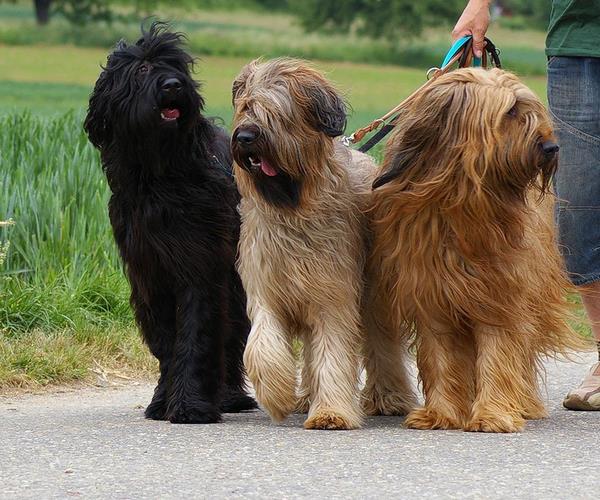 伯瑞犬