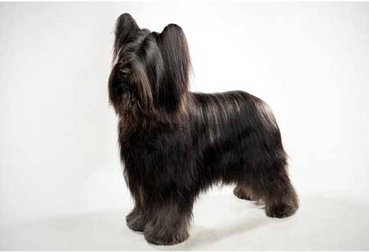伯瑞犬