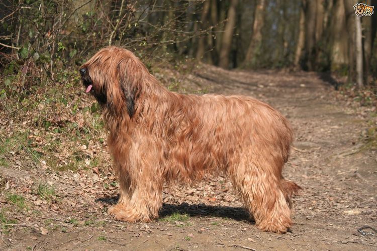 伯瑞犬