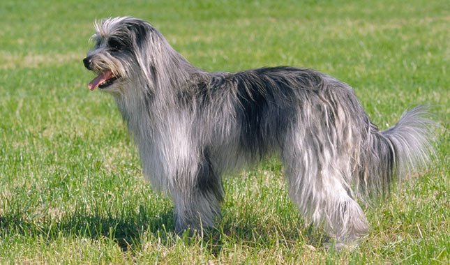 比利牛斯牧羊犬