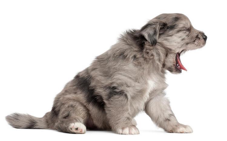 比利牛斯牧羊犬