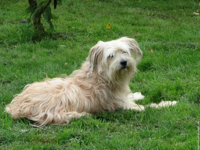 比利牛斯牧羊犬