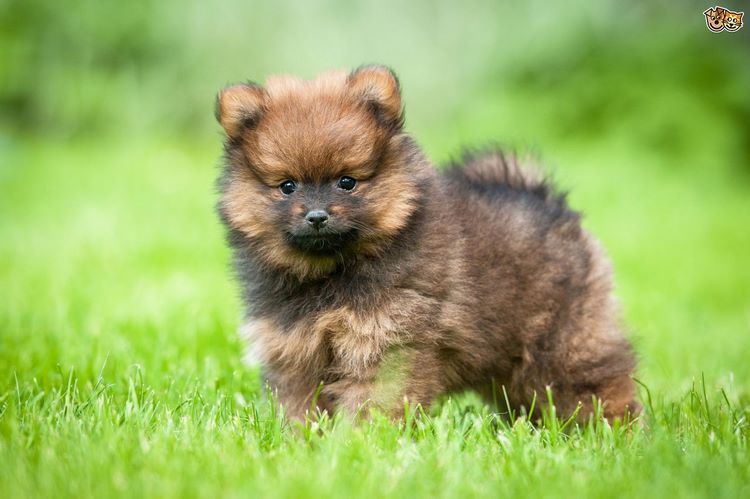 博美犬