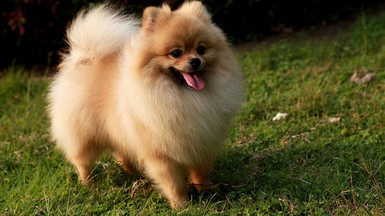 博美犬