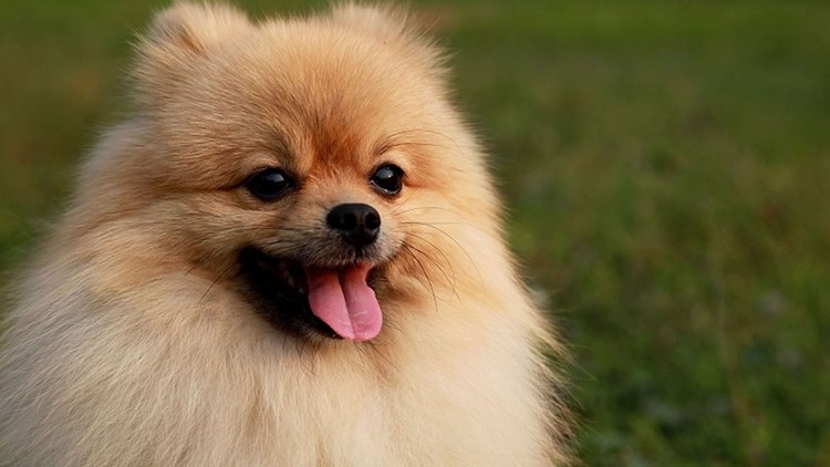 博美犬