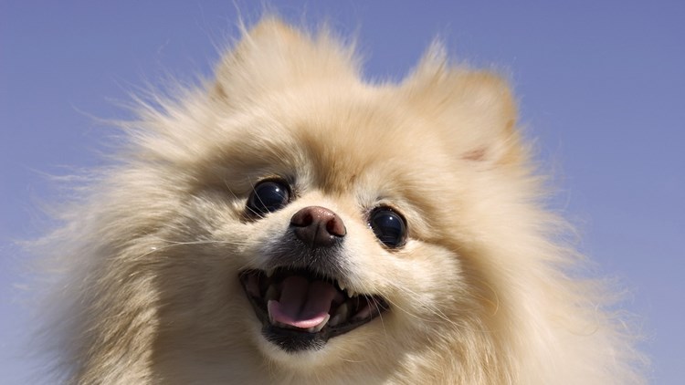 博美犬