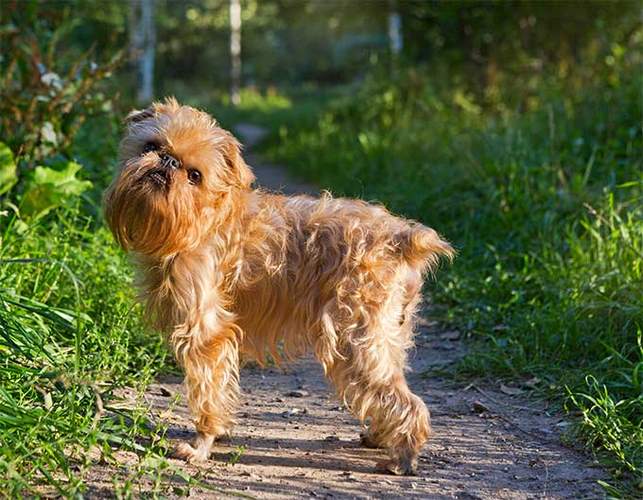 布鲁塞尔格里芬犬