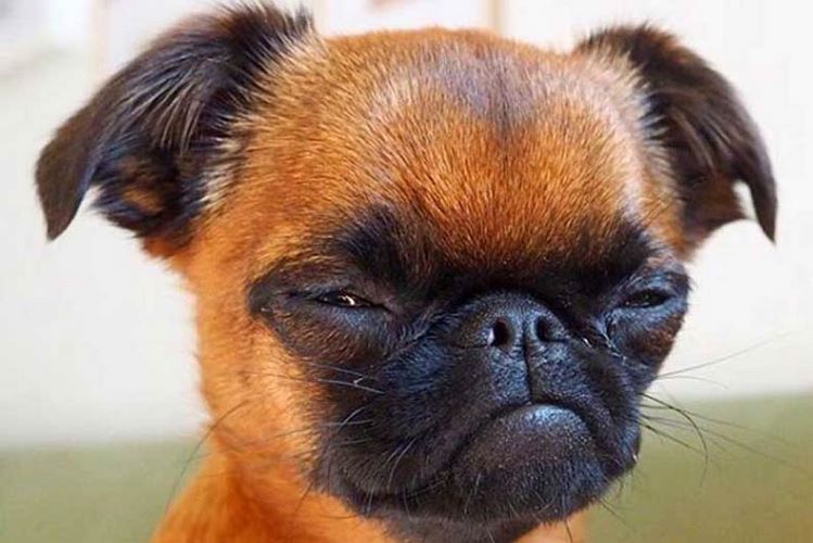 布鲁塞尔格里芬犬