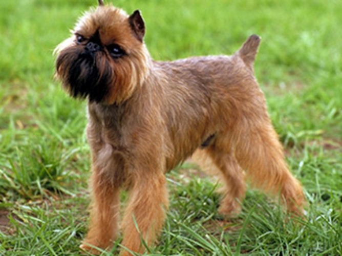 布鲁塞尔格里芬犬