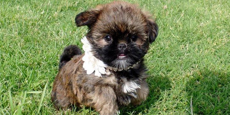 布鲁塞尔格里芬犬
