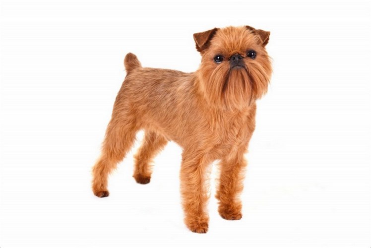 布鲁塞尔格里芬犬