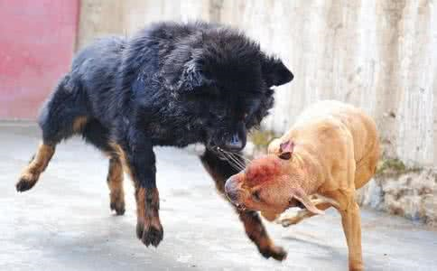 比特犬