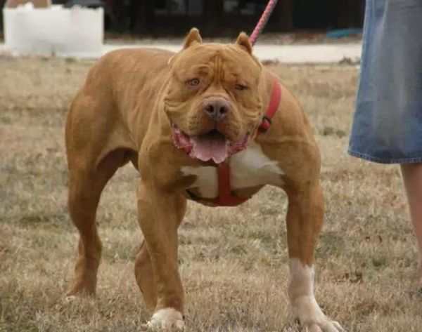 比特犬